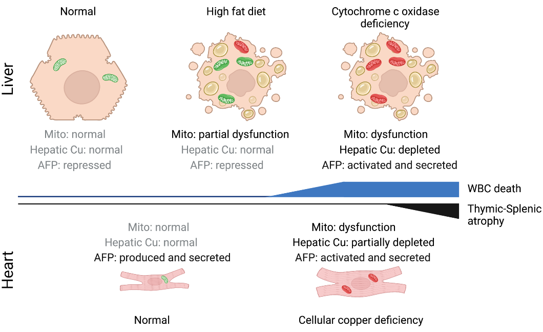 Mouse models of mitochondrial disease establish that a combined cytochrome c oxidase and copper deficiency in the heart or liver leads to secretion of alpha-fetoprotein (AFP) into the general circulation.